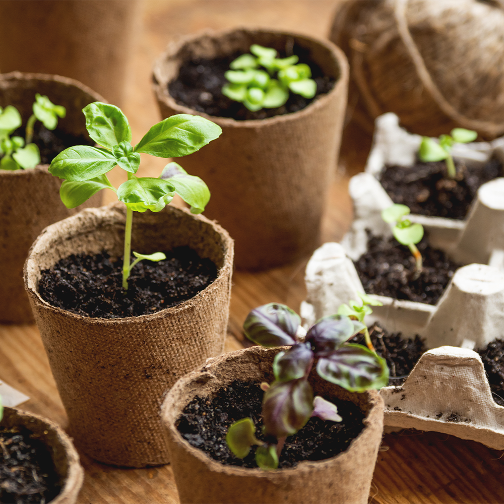 Gemüse-Setzlinge in kleinen Töpfen