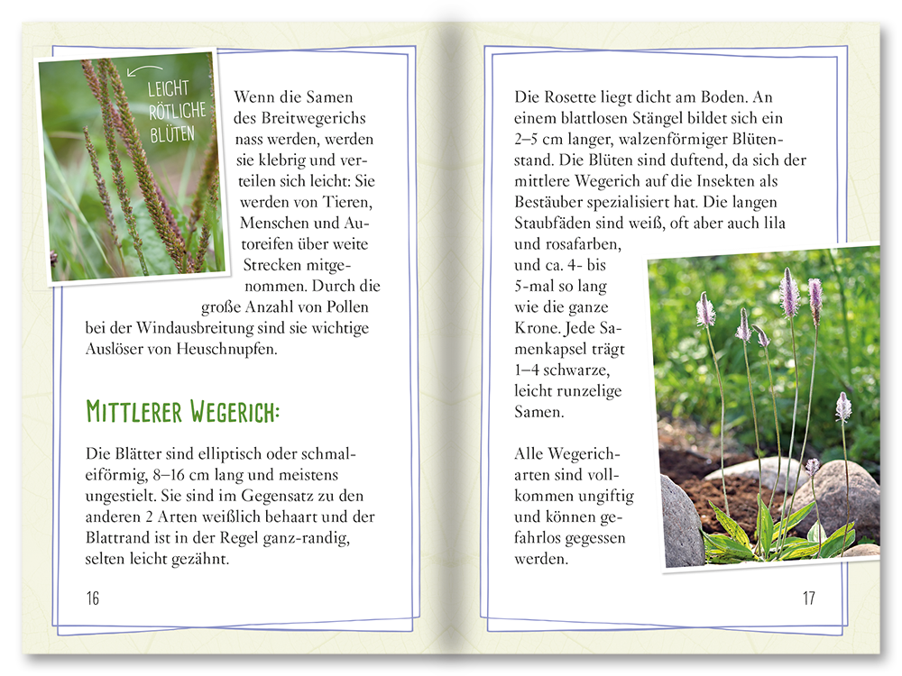 Spitz- und Breitwegerich