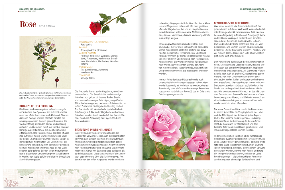 Hexenkraut & Zauberpflanzen