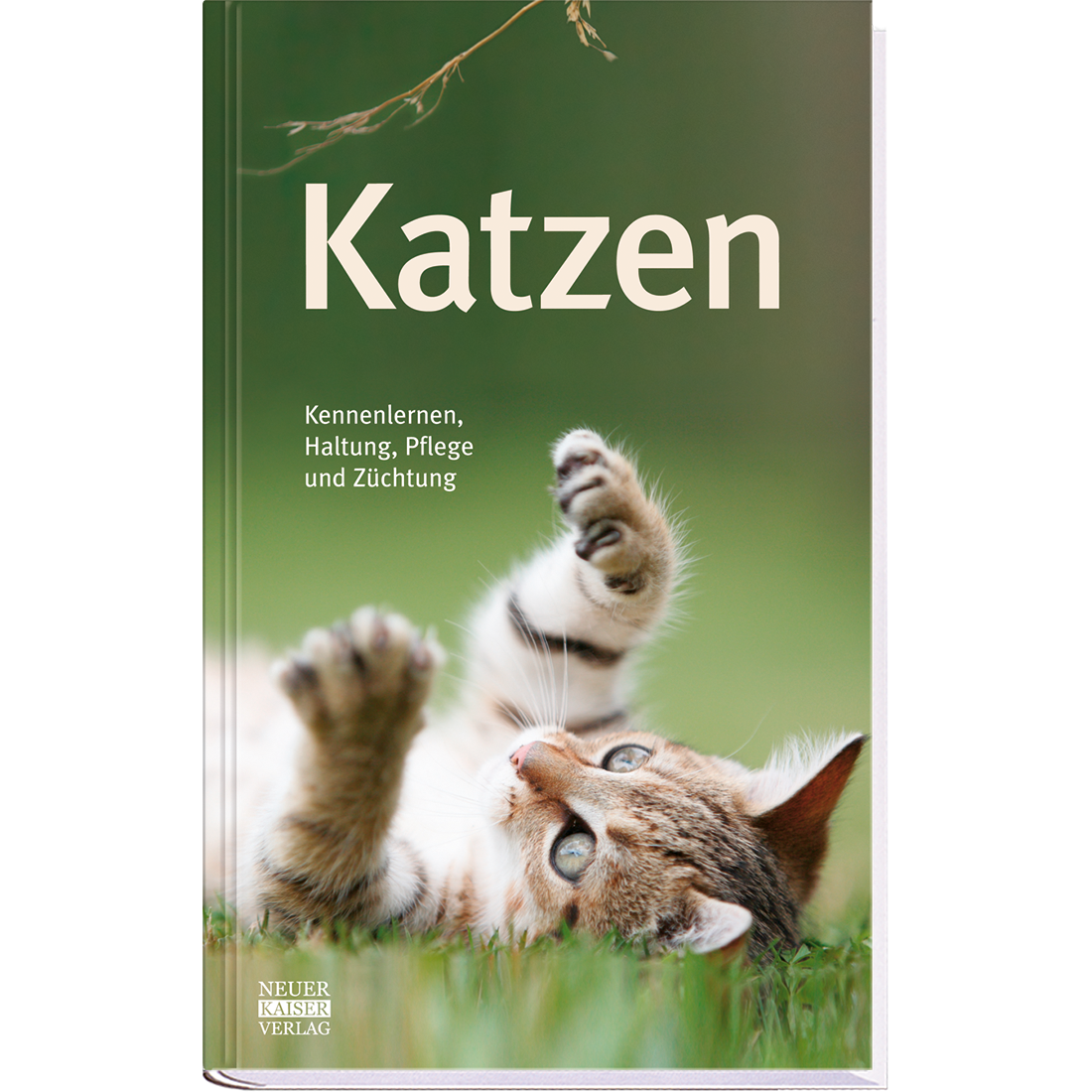 Katzen