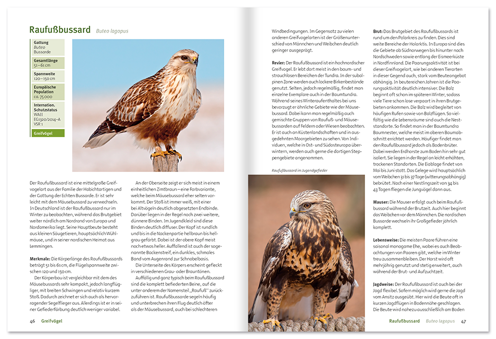 Greifvögel und Eulen