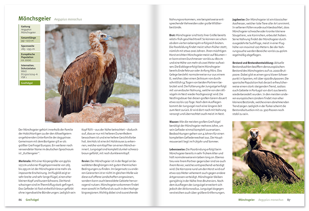 Greifvögel und Eulen