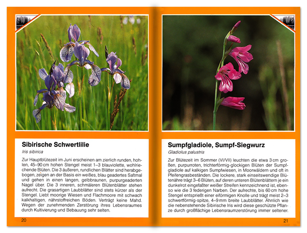 Sommer im Feuchtgebiet