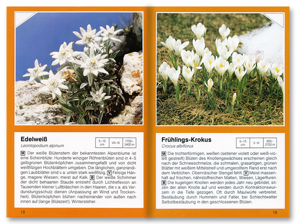 Alpenblumen Sachbuch Natur und Pflanzen Leseprobe S18-19 Neuer Kaiser Verlag Onlineshop