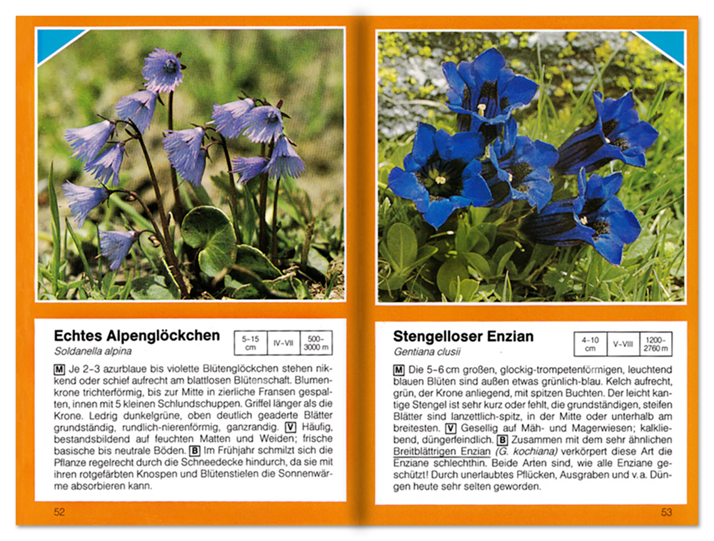 Alpenblumen Sachbuch Natur und Pflanzen Leseprobe S52-53 Neuer Kaiser Verlag Onlineshop
