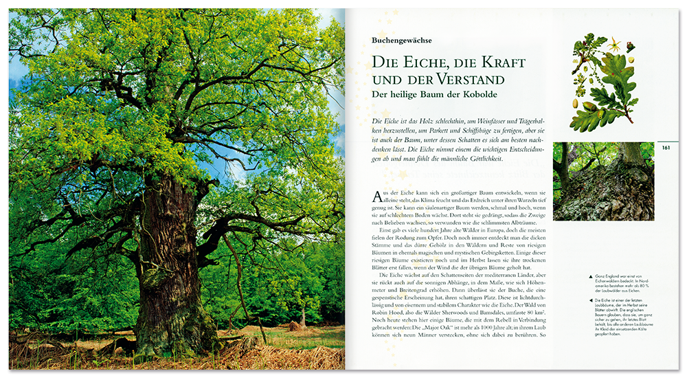 Bäume Sachbuch Bedeutung in der Natur Leseprobe S160–161 Tosa Onlineshop
