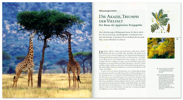 Bäume Sachbuch Bedeutung in der Natur Leseprobe S24–25 Tosa Onlineshop