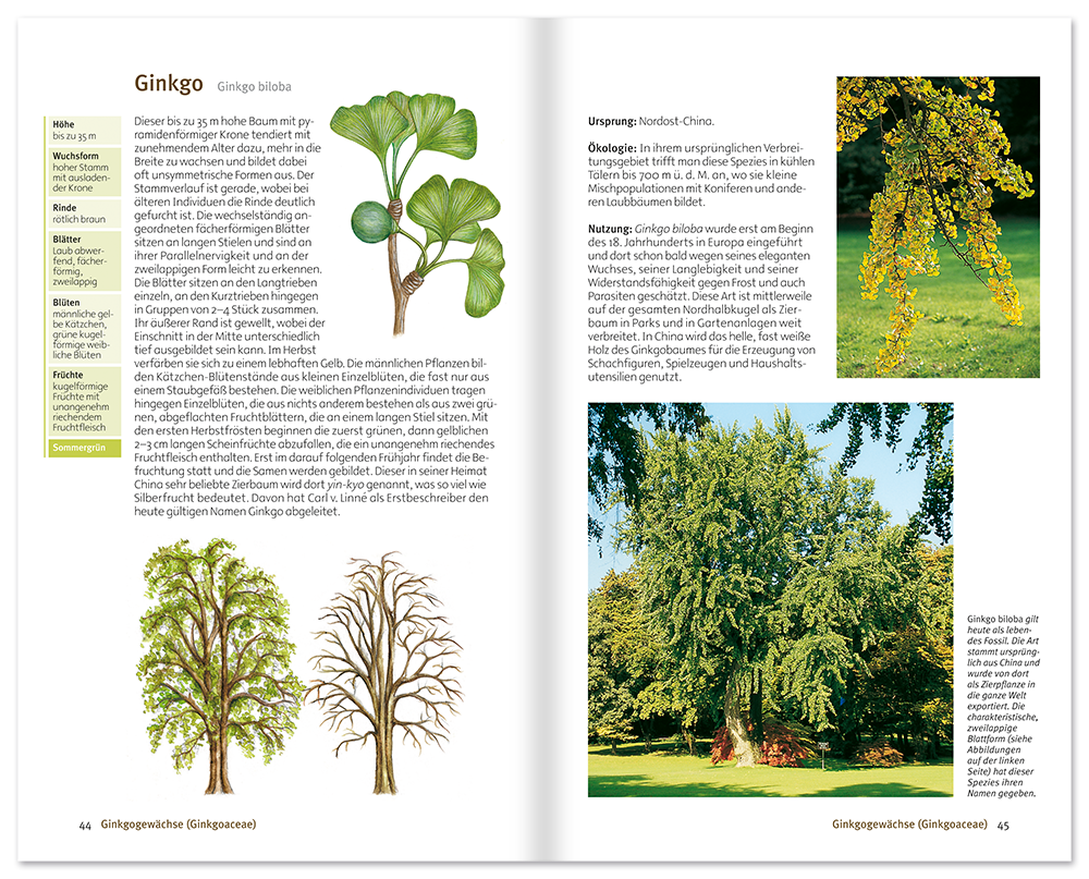 Bäume Sachbuch Natur und Pflanzen Leseprobe S44–45 Neuer Kaiser Verlag Onlineshop