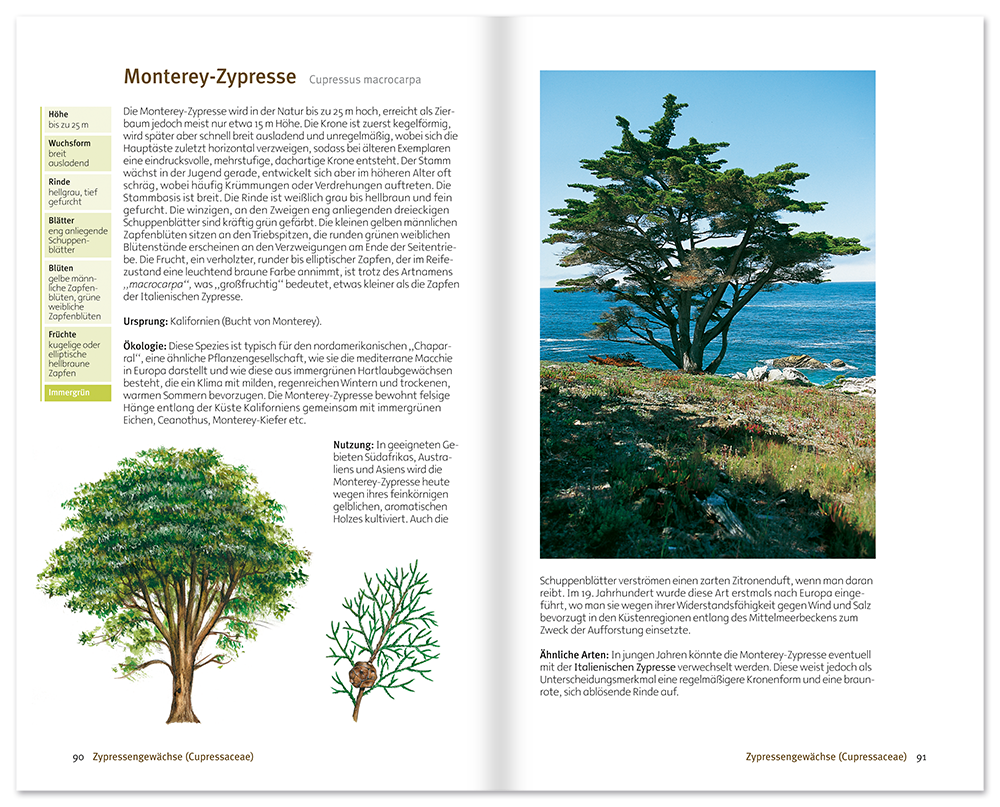 Bäume Sachbuch Natur und Pflanzen Leseprobe S90–91 Neuer Kaiser Verlag Onlineshop