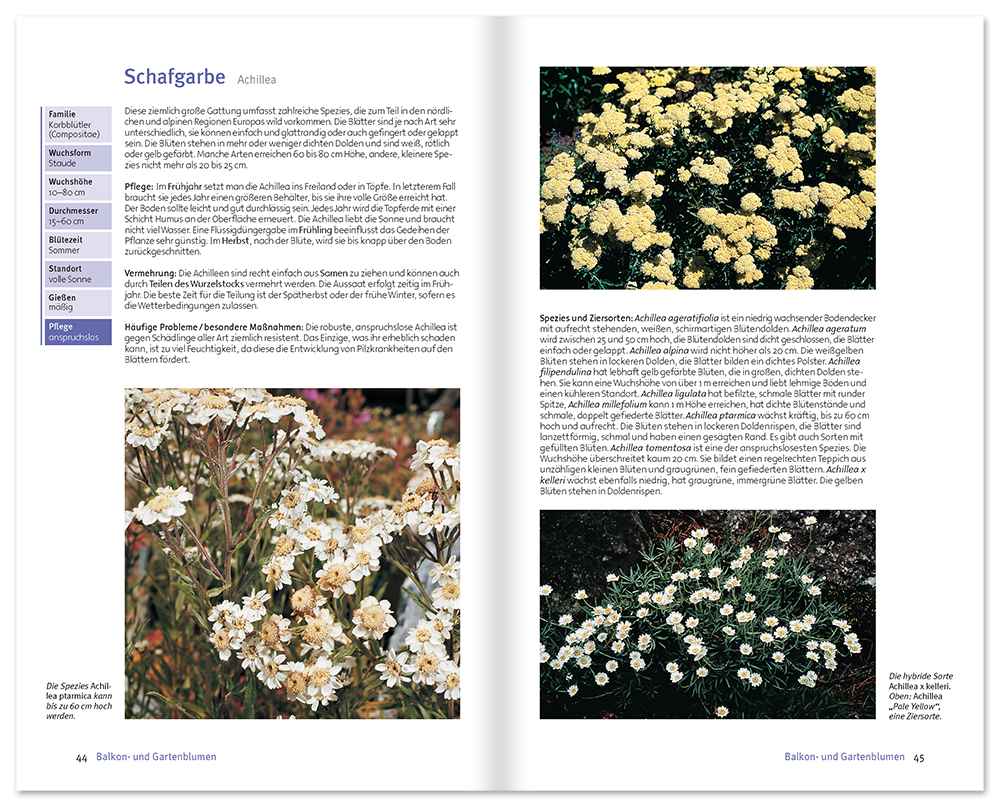 Balkon- und Gartenblumen Sachbuch Natur und Pflanzen Leseprobe S44–45 Neuer Kaiser Verlag Onlineshop