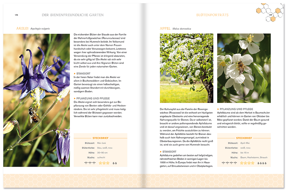 Bienen Sachbuch Insekten Leseprobe S176–177 Neuer Kaiser Verlag Onlineshop