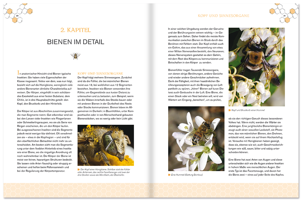 Bienen Sachbuch Insekten Leseprobe S20–21 Neuer Kaiser Verlag Onlineshop