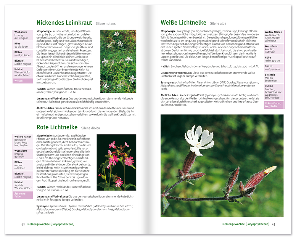 Blumen am Wegrand Sachbuch Natur und Pflanzen Leseprobe S42–43 Neuer Kaiser Verlag Onlineshop