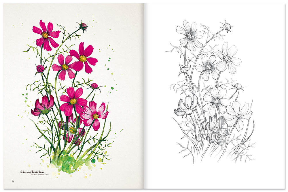 Blumen-Malbuch Malbuch Zeichnen Pflanzen Leseprobe S74–75 Tosa Onlineshop