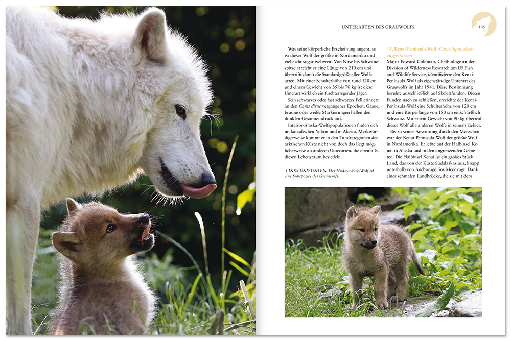 Das Leben der Wölfe Sachbuch Tiere Natur Wissen Leseprobe S144–145 Neuer Kaiser Verlag Onlineshop
