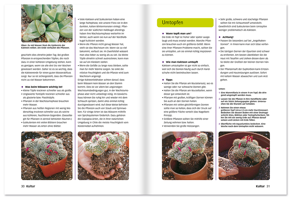 Der perfekte Kakteenführer Buch Kakteen richtig pflegen Leseprobe S30-31 Edition XXL Onlineshop