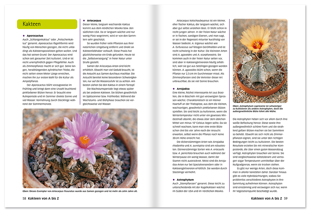 Der perfekte Kakteenführer Buch Kakteen richtig pflegen Leseprobe S58-59 Edition XXL Onlineshop