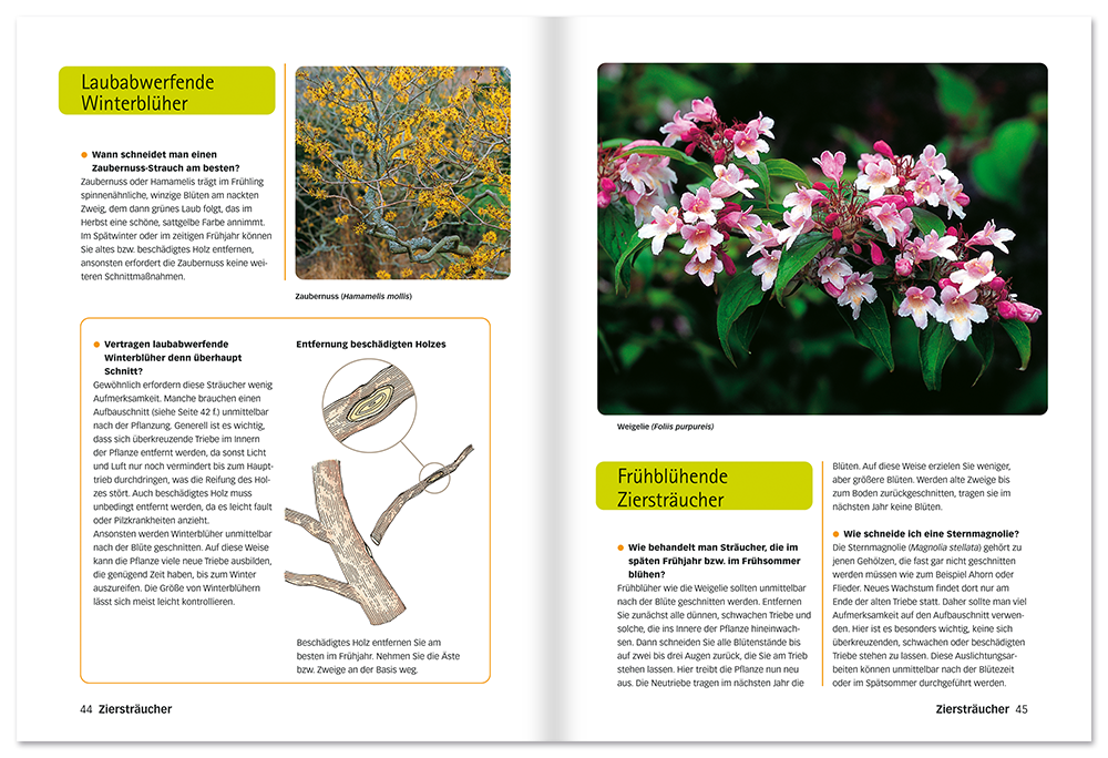 Der perfekte Pflanzenschnitt Buch Pflanzen richtig zurückschneiden Leseprobe S44-45 Edition XXL Onlineshop