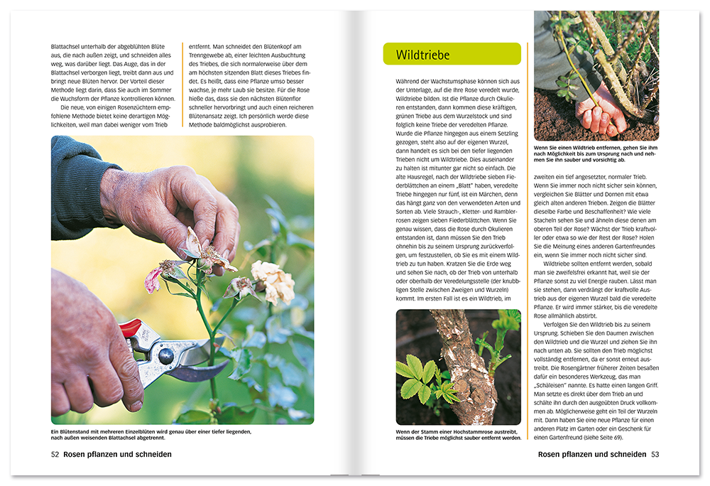 Der perfekte Rosenführer Buch Rosen richtig pflanzen, schneiden und vermehren Leseprobe S52-53 Edition XXL Onlineshop