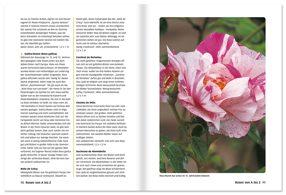 Der perfekte Rosenführer Buch Rosen richtig pflanzen, schneiden und vermehren Leseprobe S98-99 Edition XXL Onlineshop