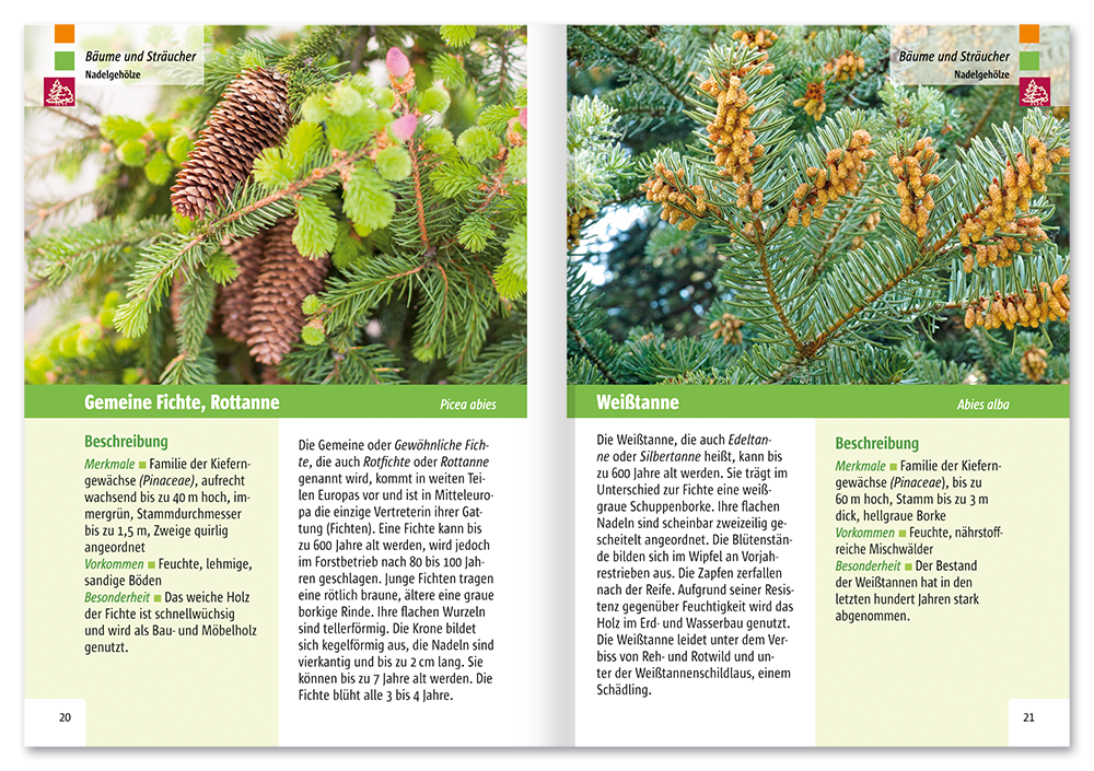 Der Pflanzenführer Natur erkennen und bestimmen Leseprobe S20–21 Neuer Kaiser Verlag Onlineshop