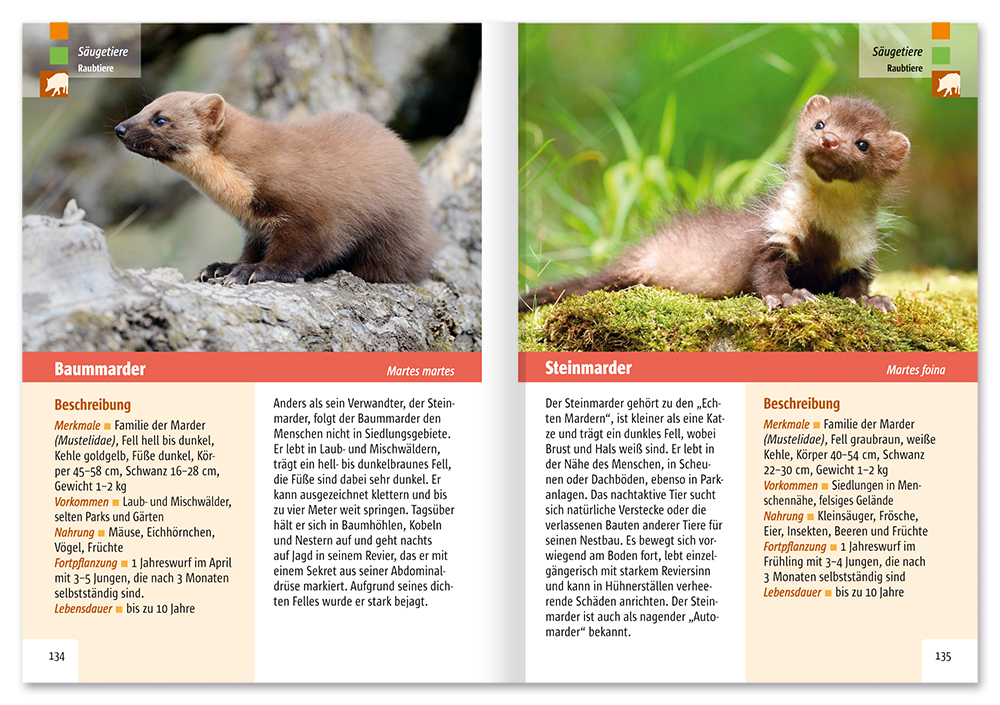 Der Tierführer Natur erkennen und bestimmen Leseprobe S134–135 Neuer Kaiser Verlag Onlineshop