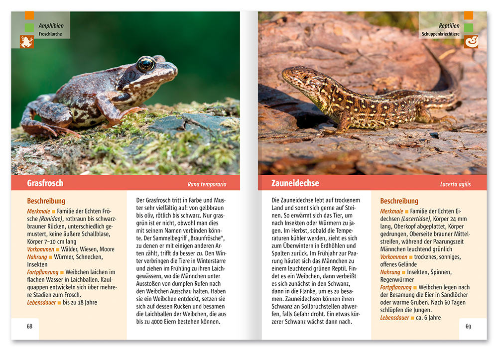 Der Tierführer Natur erkennen und bestimmen Leseprobe S68–69 Neuer Kaiser Verlag Onlineshop