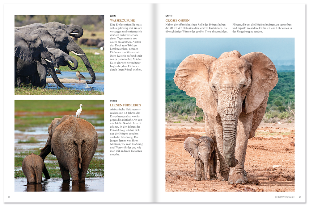 Elefanten Bildband mit beeindruckenden Fotos Leseprobe S20–21 Neuer Kaiser Verlag Onlineshop