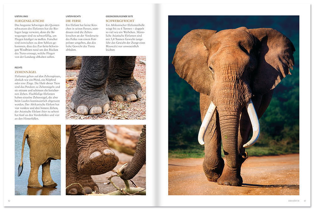 Elefanten Bildband mit beeindruckenden Fotos Leseprobe S82–83 Neuer Kaiser Verlag Onlineshop