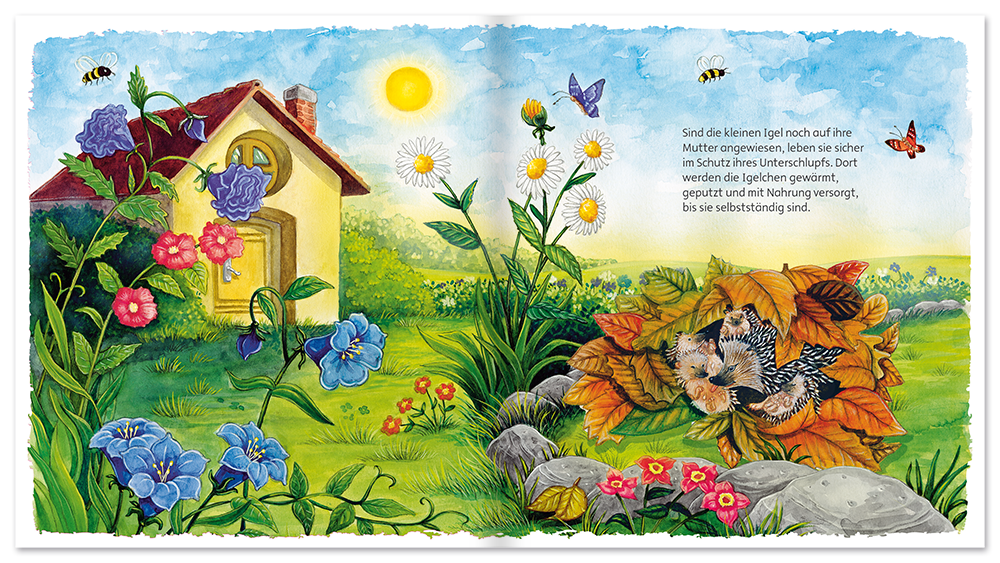 Entdecke unsere Welt – Der Igel Natur Kinder Folienbuch Leseprobe S12–13 Neuer Favorit Verlag Onlineshop
