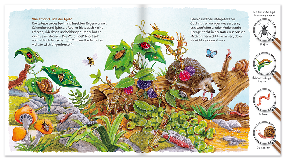 Entdecke unsere Welt – Der Igel Natur Kinder Folienbuch Leseprobe S4–5 Neuer Favorit Verlag Onlineshop