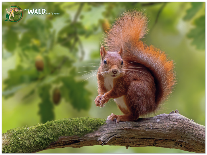 Im Wald geht's rund Kinderbuch den Wald kennenlernen inkl. Poster Edition XXL Onlineshop