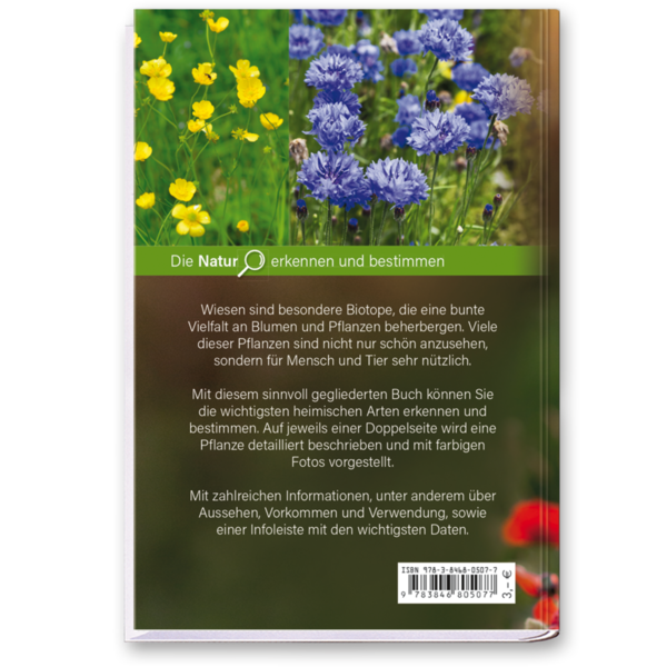 Pflanzen der Wiese