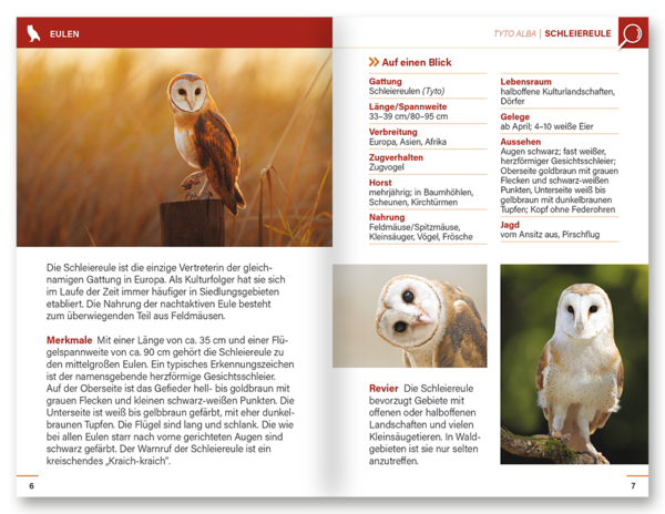 Eulen und Greifvögel