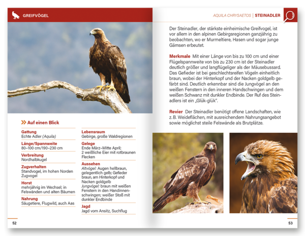 Eulen und Greifvögel