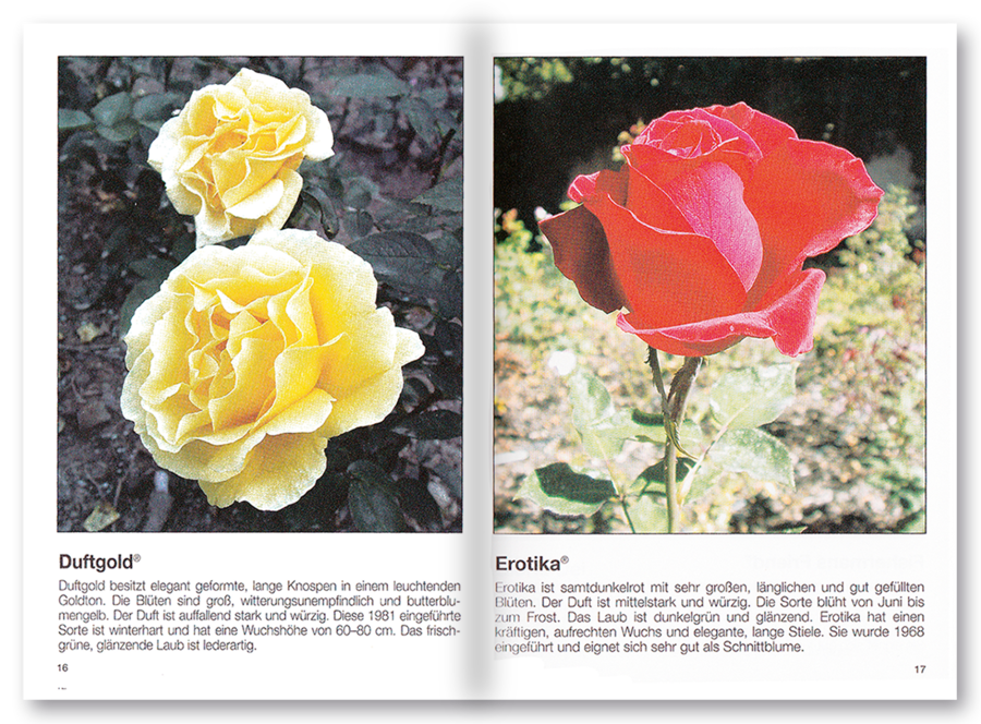 Mehr Freude mit ... Rosen