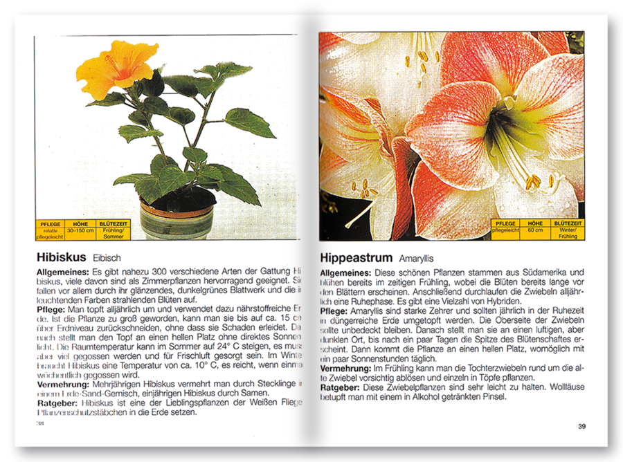 Mehr Freude mit ... Zimmerpflanzen