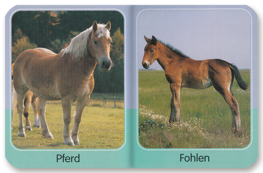 Meine kleine Tierwelt