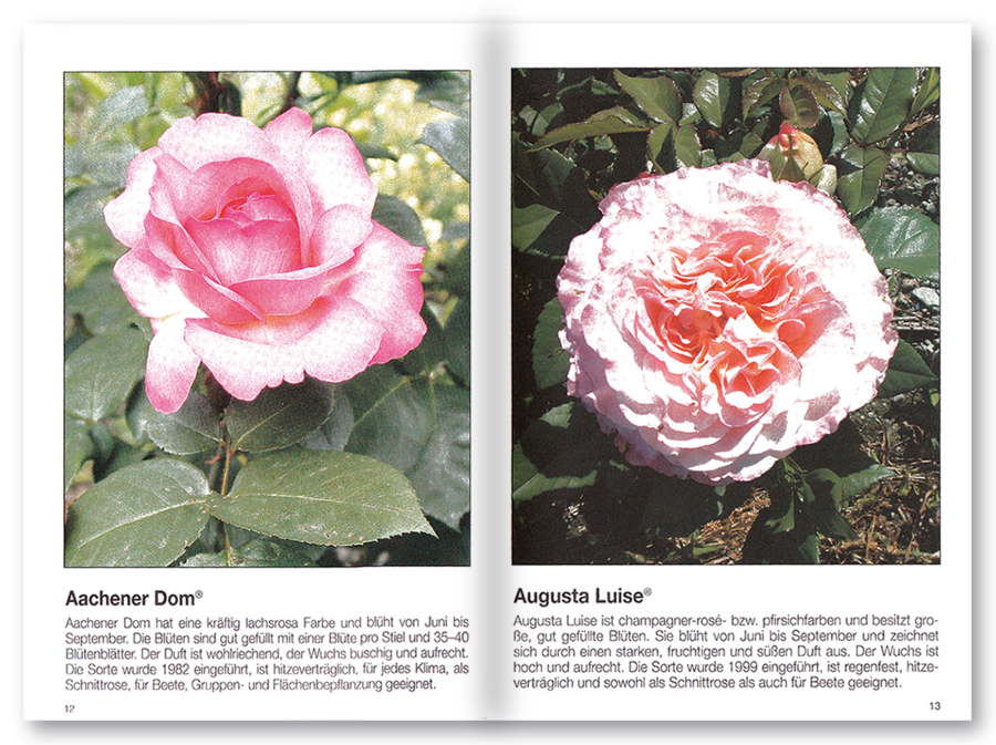 Mehr Freude mit ... Rosen